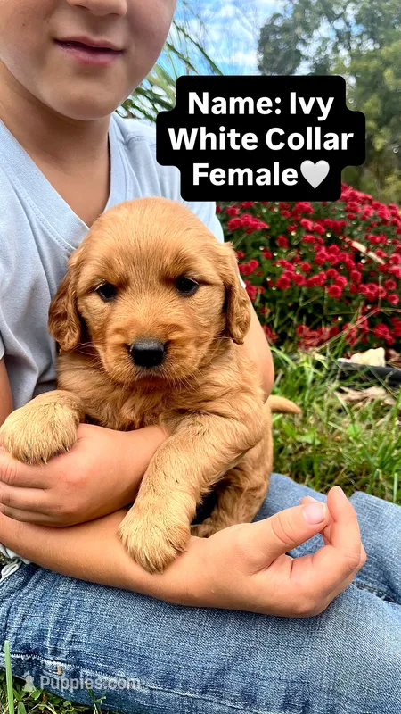 Ivy – Golden Retriever puppy for sale in Seymour, MO