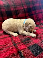 Ike, a male Golden Retriever for sale in Seymour, MO – 2 of 7