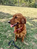 Java, a female Golden Retriever for sale in Seymour, MO – 6 of 8