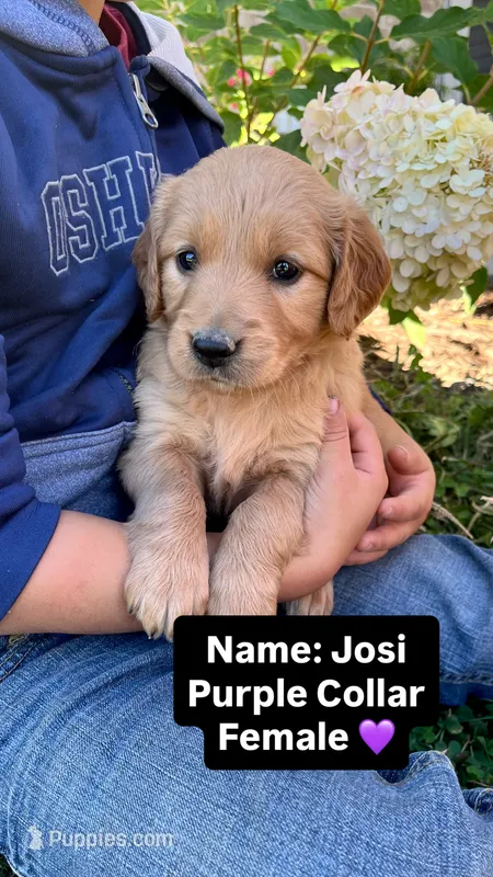 Josi – Golden Retriever puppy for sale in Seymour, MO
