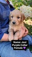 Josi, a female Golden Retriever for sale in Seymour, MO – 1 of 7