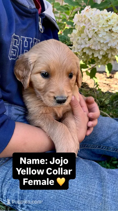 Jojo – Golden Retriever puppy for sale in Seymour, MO