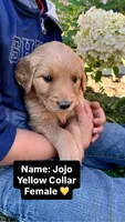 Jojo, a female Golden Retriever for sale in Seymour, MO – 5 of 9