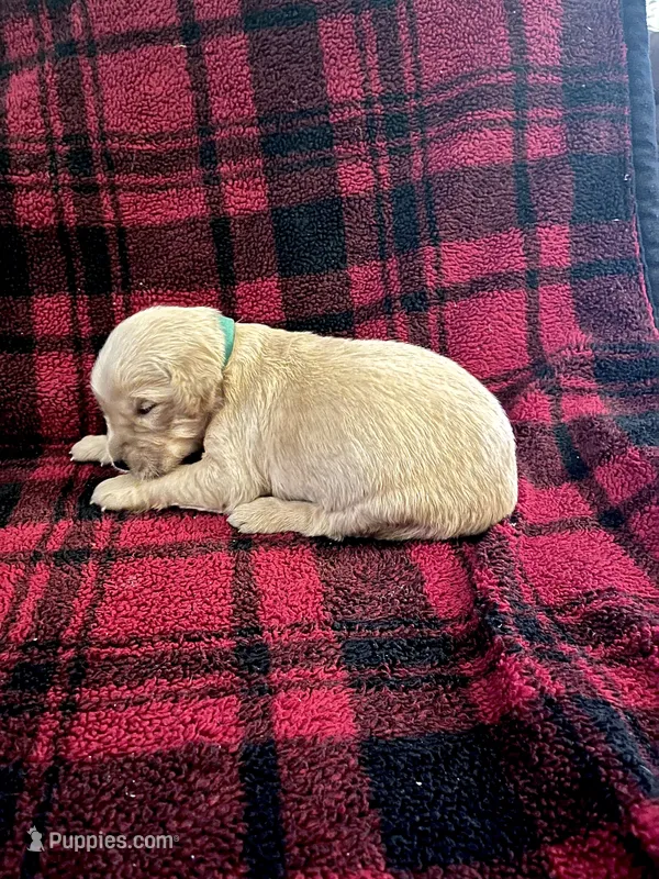 Ivory – Golden Retriever puppy for sale in Seymour, MO
