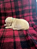 Ivory, a male Golden Retriever for sale in Seymour, MO – 1 of 8