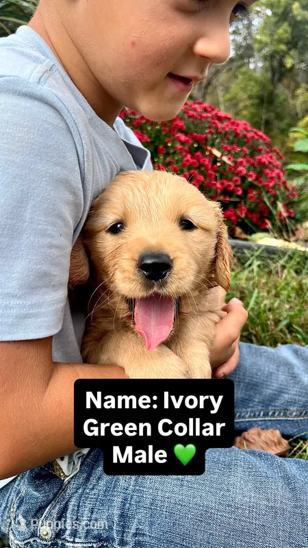 Ivory – Golden Retriever puppy for sale in Seymour, MO