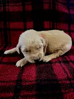 Iris , a female Golden Retriever for sale in Seymour, MO – 2 of 7