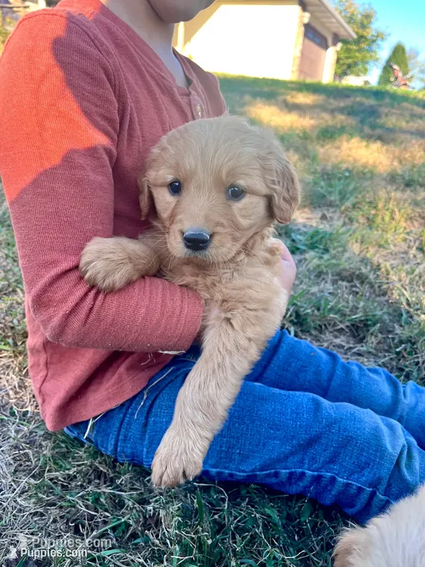 Iris  – Golden Retriever puppy for sale in Seymour, MO