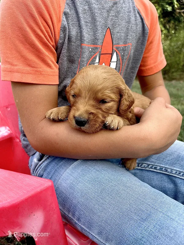 Izzy – Golden Retriever puppy for sale in Seymour, MO