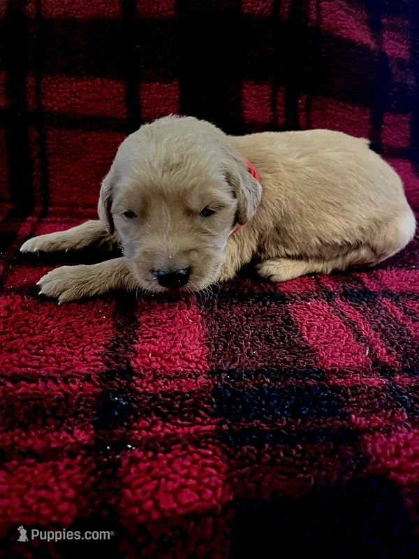 Iris  – Golden Retriever puppy for sale in Seymour, MO
