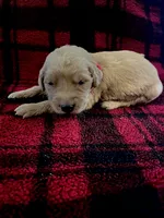 Iris , a female Golden Retriever for sale in Seymour, MO – 1 of 7