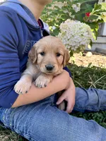 Joni, a female Golden Retriever for sale in Seymour, MO – 3 of 9