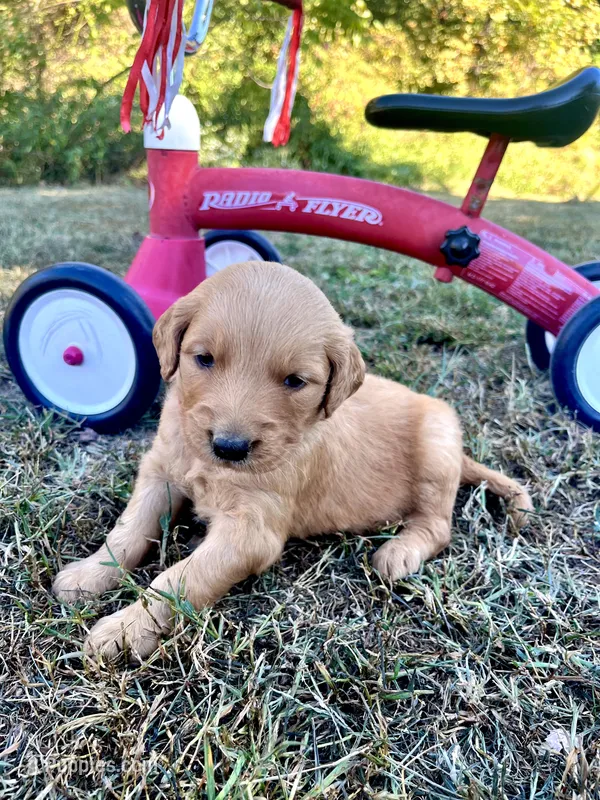 Iris  – Golden Retriever puppy for sale in Seymour, MO