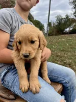 Jojo, a female Golden Retriever for sale in Seymour, MO – 3 of 9