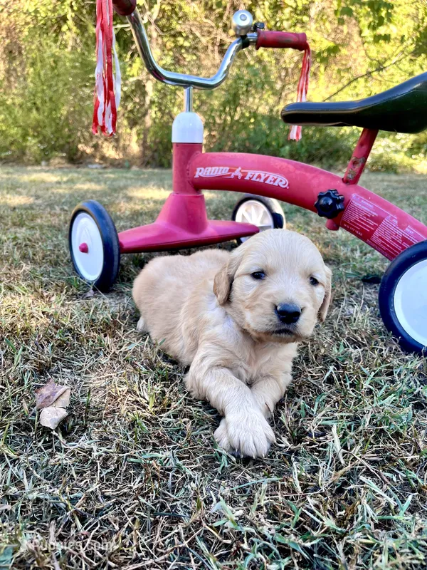 Ike – Golden Retriever puppy for sale in Seymour, MO