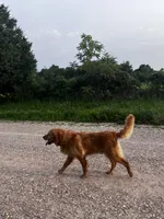 Ivory, a male Golden Retriever for sale in Seymour, MO – 4 of 8