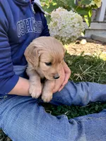 Josi, a female Golden Retriever for sale in Seymour, MO – 4 of 7