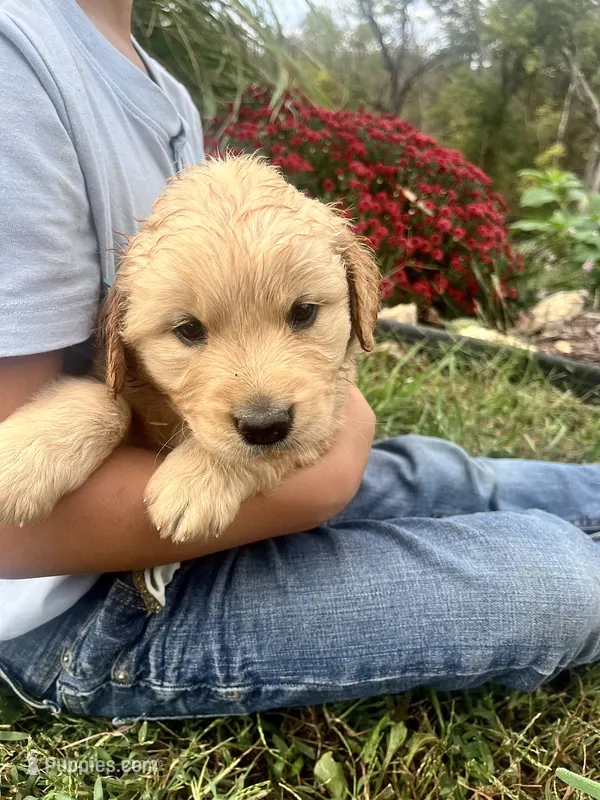 Ike – Golden Retriever puppy for sale in Seymour, MO