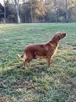 Hank, a male Golden Retriever for sale in Seymour, MO – Photo 4 of 4