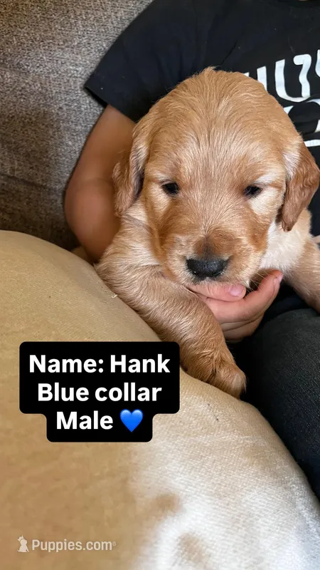 Hank – Golden Retriever puppy for sale in Seymour, MO