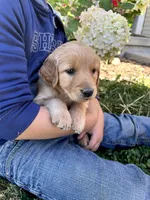 Joni, a female Golden Retriever for sale in Seymour, MO – 2 of 9