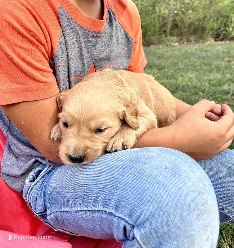 Ivory – Golden Retriever puppy for sale in Seymour, MO