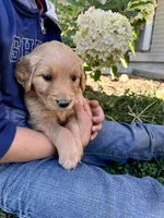 Jojo, a female Golden Retriever for sale in Seymour, MO – 4 of 9