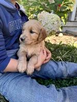Josi, a female Golden Retriever for sale in Seymour, MO – 2 of 7