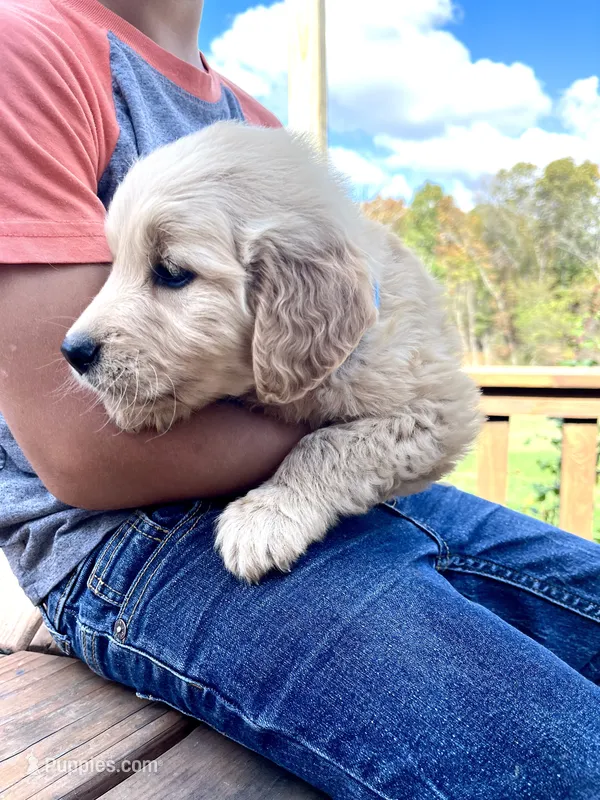 Ike – Golden Retriever puppy for sale in Seymour, MO