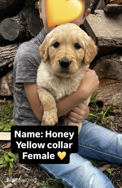 Honey  – Golden Retriever puppy for sale in Seymour, MO