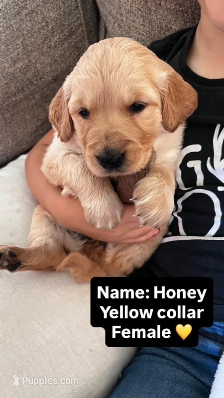 Honey  – Golden Retriever puppy for sale in Seymour, MO