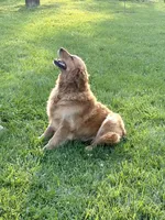 Honey , a female Golden Retriever for sale in Seymour, MO – Photo 2 of 3