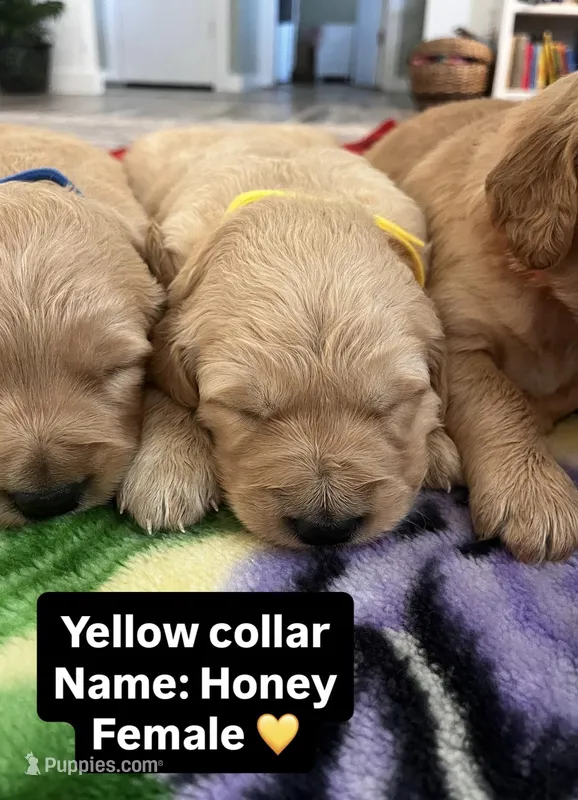 Honey  – Golden Retriever puppy for sale in Seymour, MO
