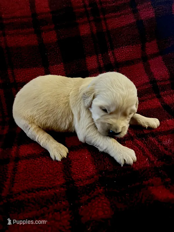 Ike – Golden Retriever puppy for sale in Seymour, MO