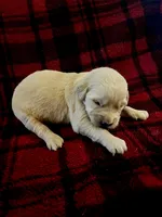 Ike, a male Golden Retriever for sale in Seymour, MO – 1 of 7