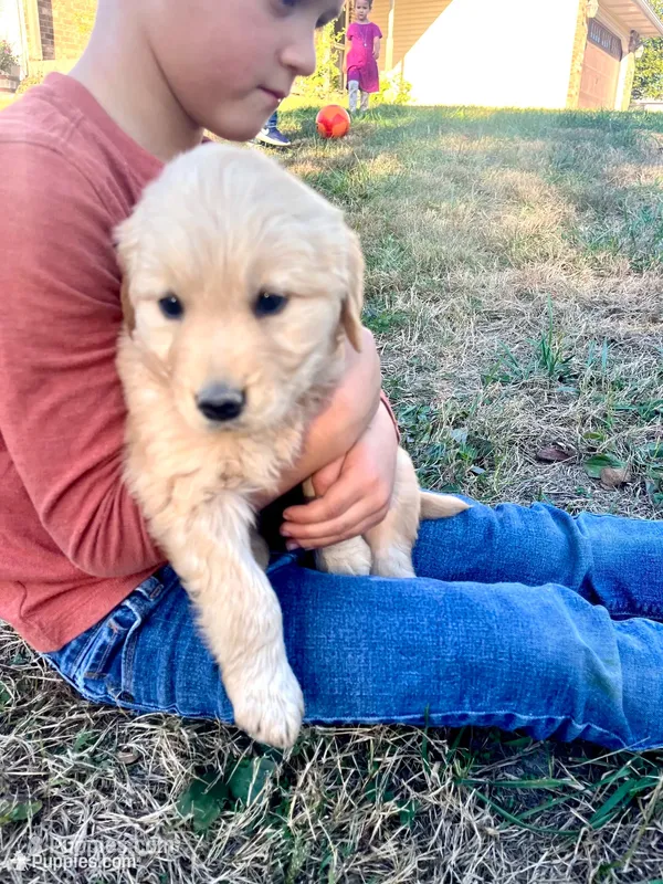 Ike – Golden Retriever puppy for sale in Seymour, MO