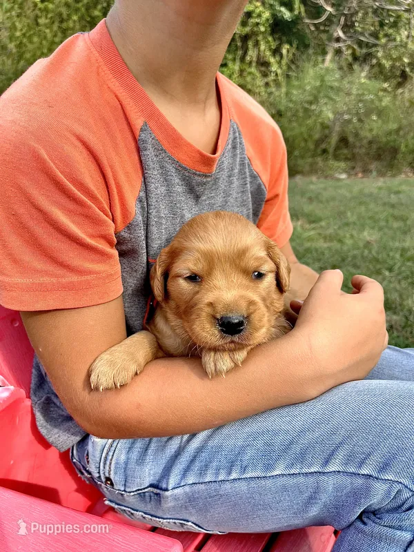Ira – Golden Retriever puppy for sale in Seymour, MO