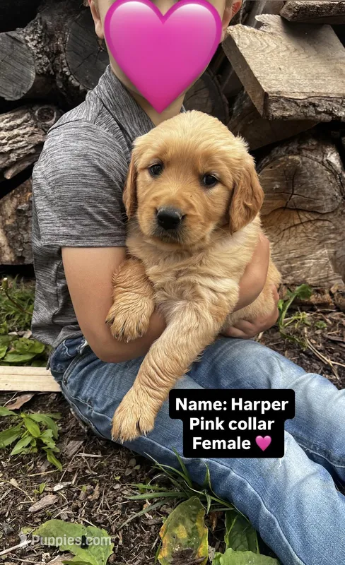 Harper  – Golden Retriever puppy for sale in Seymour, MO