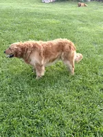 Harper , a female Golden Retriever for sale in Seymour, MO – Photo 5 of 5
