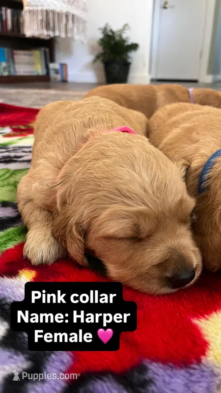 Harper  – Golden Retriever puppy for sale in Seymour, MO