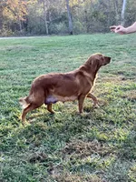 Harper , a female Golden Retriever for sale in Seymour, MO – Photo 4 of 5