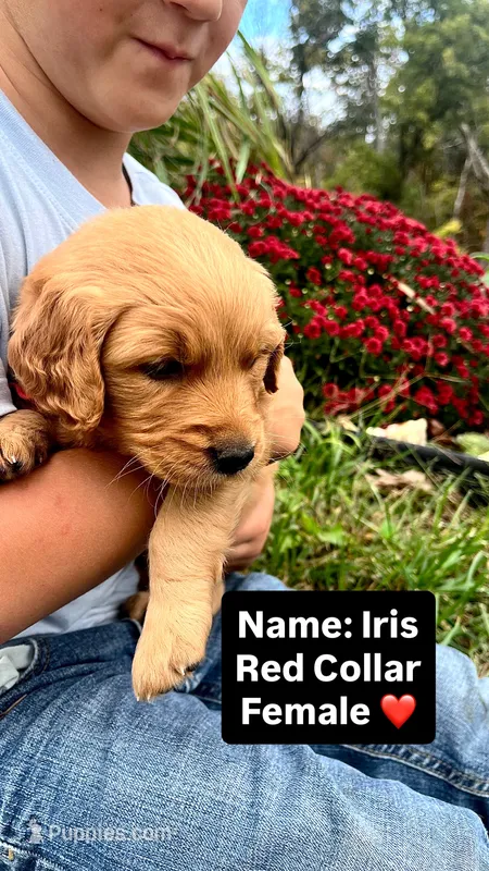 Iris  – Golden Retriever puppy for sale in Seymour, MO
