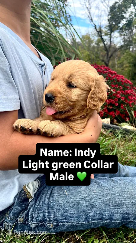 Indy – Golden Retriever puppy for sale in Seymour, MO