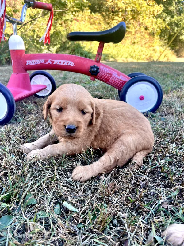 Ivy – Golden Retriever puppy for sale in Seymour, MO