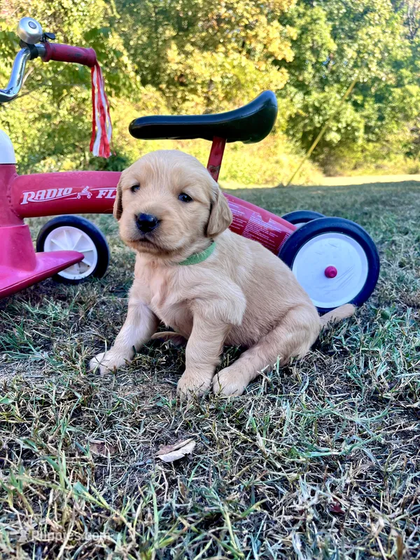 Ivory – Golden Retriever puppy for sale in Seymour, MO