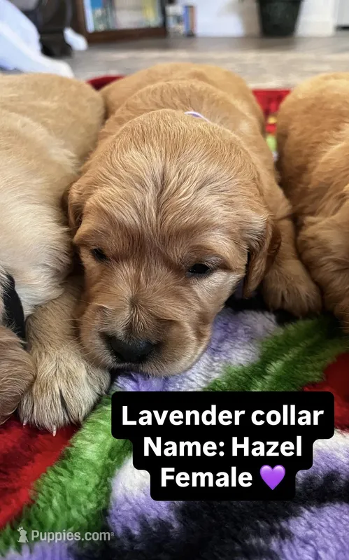 Hazel, a female Golden Retriever for sale in Seymour, MO – Photo 1 of 5