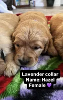 Hazel, a female Golden Retriever for sale in Seymour, MO – Photo 1 of 5
