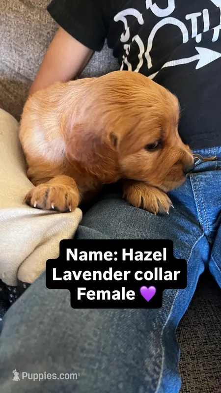 Hazel – Golden Retriever puppy for sale in Seymour, MO