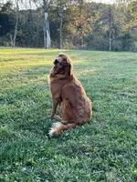 Hazel, a female Golden Retriever for sale in Seymour, MO – Photo 3 of 5