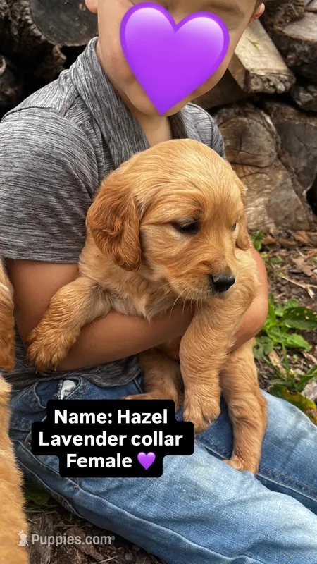 Hazel – Golden Retriever puppy for sale in Seymour, MO